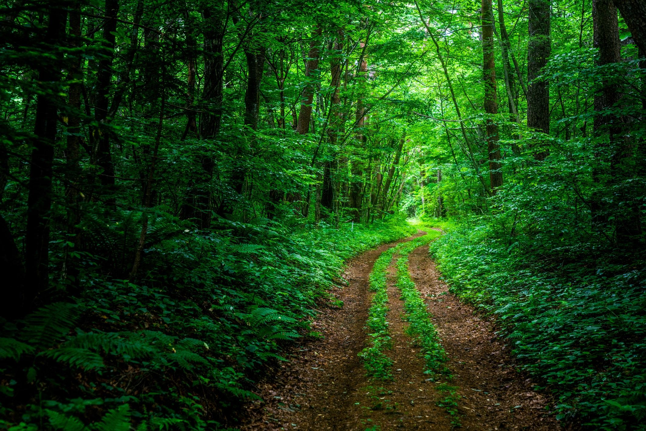Karuizawa forest